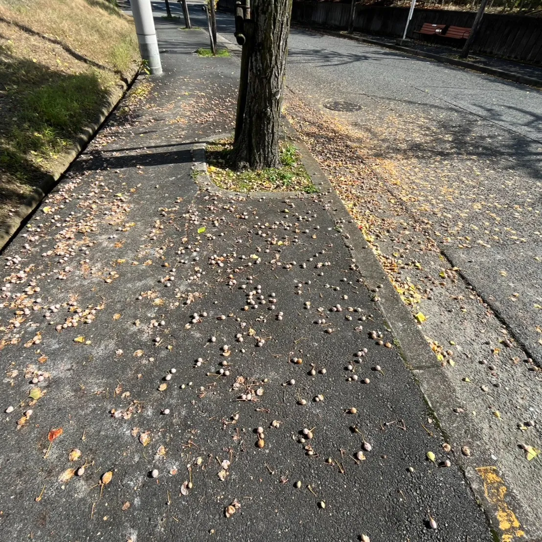 秋が深まってきました🍂。